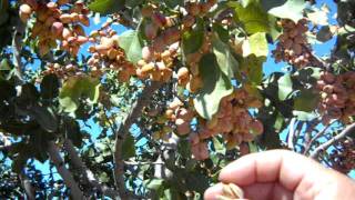 Pistachio Trees Load For Harvest [upl. by Ayin]