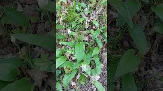 Maianthemum Bifolium  Natures Very Nice Biodiversity Of Plants shorts [upl. by Laux]