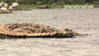 Riesige Nilkrokodile Crocodylus niloticus im ChamoSee Äthiopien Nile crocodile [upl. by Hairakcaz]