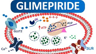 Glimepiride tablets for type 2 Diabetes Mellitus [upl. by Gabriella]