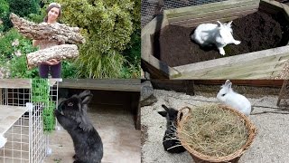 Rabbit Enrichment Ideas [upl. by Esila370]