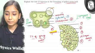 Explain the role of tapetum in the formation of pollengrain wall IV [upl. by Cadmar22]