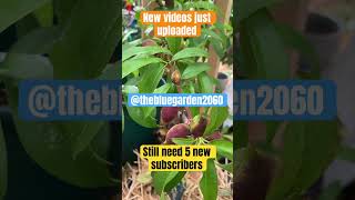 How to plant nectarine in pots gardencompost fertilizer soil garden bestgarden gardening gard [upl. by Enahs596]