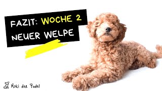 Pudel Welpe FAZIT nach der 2ten Woche  Welpenschule soziale Kontakte amp neuer Fokus [upl. by Hime]