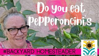 How to harvest pepperoncini peppers [upl. by Lanita]