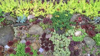 How I Built My Cold Hardy Succulent Rock Garden Sempervivum Sedum Orostachys  Weed Barrier [upl. by Ymaj]