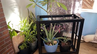 Tips to bring plants indoors for cold months indoorplants [upl. by Bonnie446]