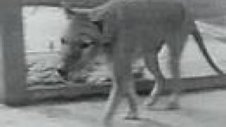 Thylacine footage of the last Tasmanian Tiger  Wolf 1933 [upl. by Mathilda204]