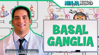 Neurology  Basal Ganglia Anatomy amp Function  Direct amp Indirect Pathways [upl. by Row719]