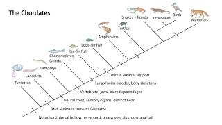 The Chordates [upl. by Shanna]