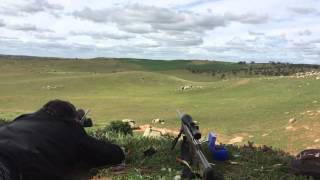 Long Range Savage 204 Ruger at 750yds [upl. by Waly]