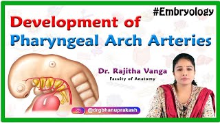 Development of Pharyngeal Arch Arteries  Embryology [upl. by Yanej]