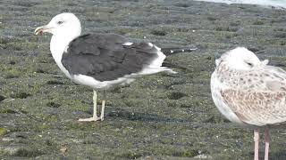 Lesser Blackbacked Gull Larus fuscus Maasvlakte ZH the Netherlands 13 Oct 2024 27 [upl. by Hernandez893]