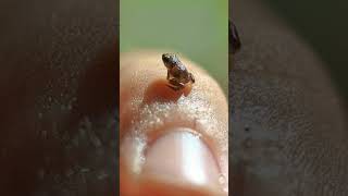 Worlds Smallest known Vertebrate  🐸 New Guinea Amau Frog  Observed in Description [upl. by Enaht]