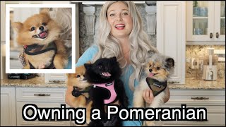 Owning A Pomeranian  Fluffy CUTE Overload [upl. by Bunker]