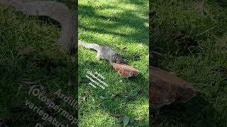 Un ardillón Otospermophilus variegatus nos robó un pan de la ofrenda [upl. by Hermia]