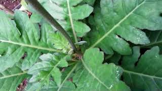 Herbal Plant  Medicinal Plant  Daun dewa Gynura segetum Lour [upl. by Enna104]