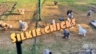 Silkie chickens  morning routine [upl. by Heath]