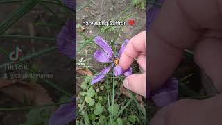 Harvesting Saffron ❤️ saffron saffronharvest homestead homesteading [upl. by Johan666]