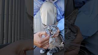 How to brush your cats teeth 😻 [upl. by Metabel]