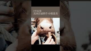 米国首届牛小姐选美比赛，牛🐮 [upl. by Tatianna203]