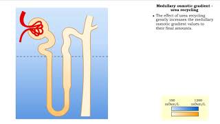 Medullary osmotic gradient countercurrent multiplier urea recycling amp vasa recta exchange [upl. by Glory]