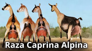 Raza de Cabra Alpina Características y producción de la cabra lechera mas rústica del mundo [upl. by Nnednarb]