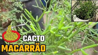 COMO CUIDAR DO CACTO MACARRÃO [upl. by Humble]