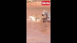 Oh dear🤭 Did the Lioness helps Zebra😁 whatttt [upl. by Aletse]