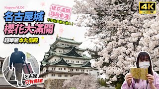 名古屋城櫻花滿開超幸運！│探訪金碧輝煌本丸御殿│飯店旁邊就是唐吉訶德！│Nagoya Vlog  名古屋 [upl. by Serrell]