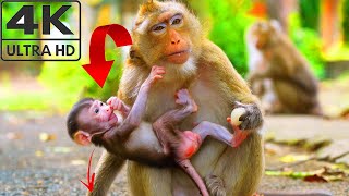 Jessy the most adorable baby monkey is getting really good at walking with assurance [upl. by Saxena]