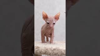 All About Sphynx Cats Care Origin and Adoption Tips cutecats sphynxcat sphynx [upl. by Eessej]