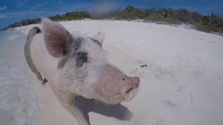 EXUMA TRIP 2018 STANIEL CAY [upl. by Htebilil]