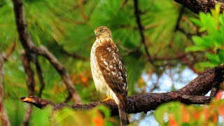 Coopers Hawk  Blue Jays and Squirrels Sound Panic Alarm [upl. by Aman]