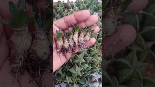 One year old Ariocarpus seedlings ready to transplant ariocarpus [upl. by Abijah]