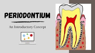 Periodontium Introductory Concepts [upl. by Montague]