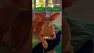 Top 10 unusual Hybrid from different animals shortvideo trends [upl. by Ventre]