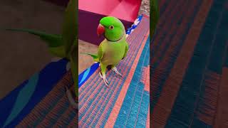 parrot birds cute parrottalking animals [upl. by Zorana]