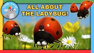 Minuscule  Best of the Ladybugs 🐞  Compilation  Little Amigo [upl. by Annawat]