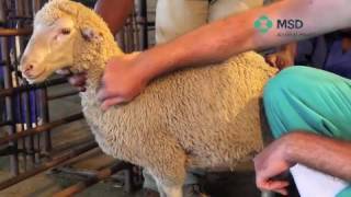 Sheep Subcutaneous Injection technique [upl. by Huston]