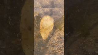 Quartz nodule found in river [upl. by Chadburn]