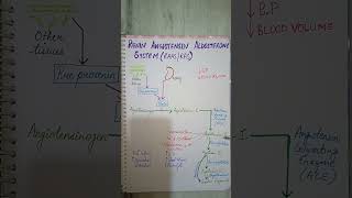 Renin angiotensin aldosterone system shorts youtubeshorts youtube education viralshorts [upl. by Yelruc]