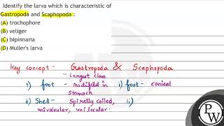 Identify the larva which is characteristic of Gastropoda and Scaphopoda  A trochophore B ve [upl. by Picco387]