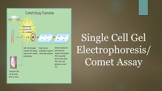 Single Cell Gel ElectrophoresisComet Assay [upl. by Heurlin198]