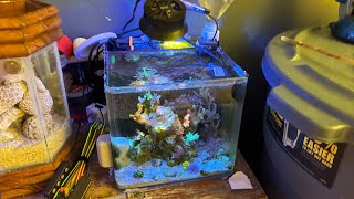 3 Gallon SPS Pico Reef Update  NEW DWARF SEAHORSES [upl. by Tolman233]