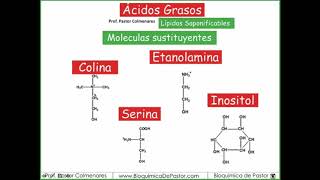 Fosfolípidos  Ácidos Grasos parte VIII [upl. by Enoval]