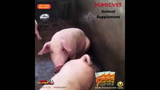 HumicVet 3mos result 😱 The best health routine supplement for Livestock and Poultry [upl. by Htehpaj]