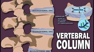 VERTEBRAL COLUMN ANATOMY 12 [upl. by Nevil416]