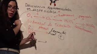 Deficiencia NADPH Oxidasa Enfermedades Granulomatosa Cronica vs Mieloperoxidasa Inmunología [upl. by Hareehat]