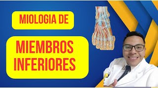 MIOLOGIA DE MIEMBROS INFERIORES [upl. by Erek]